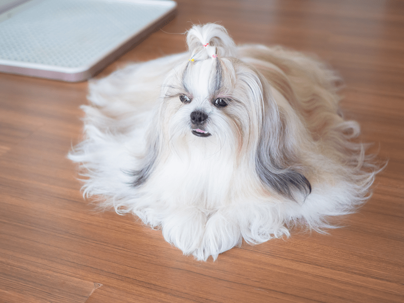 easy dogs for beginners, low maintenance dog breeds, beginner-friendly dogs, starter dog breeds, dogs for new owners