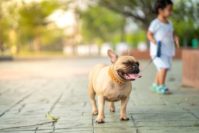 small-dog-breeds-for-city-life