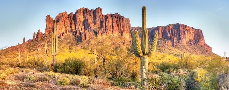 Sonoran Desert Plants