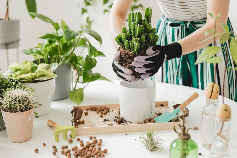 Succulent planting