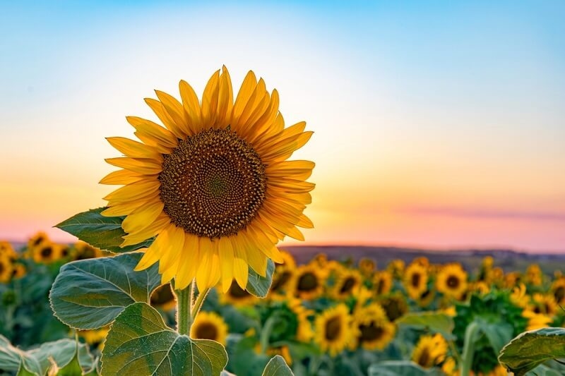summer flowers in night view