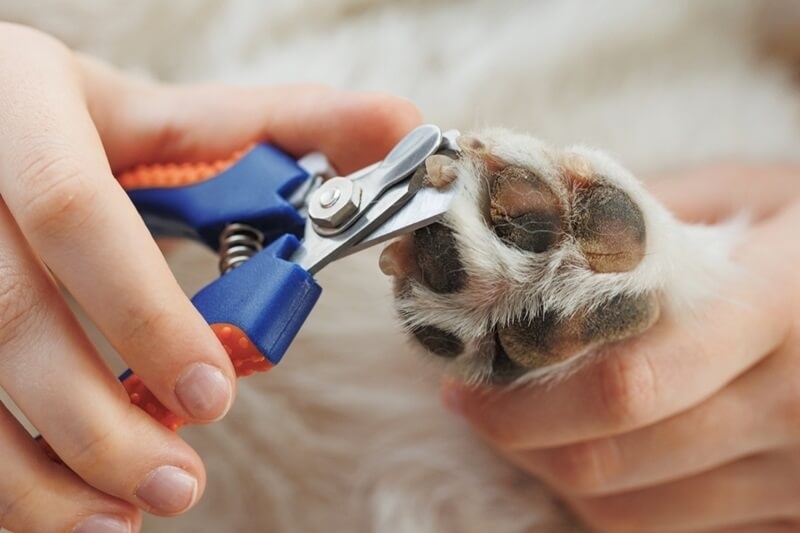 trimming-dog-nails