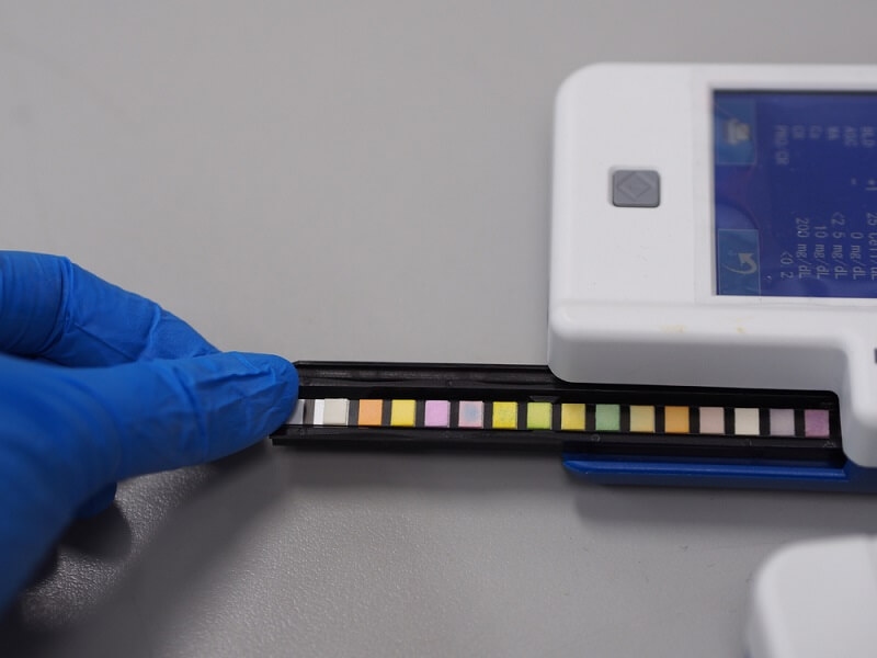 vet checking for urine problem through testing