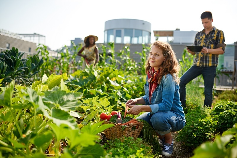 Vegetable Garden 