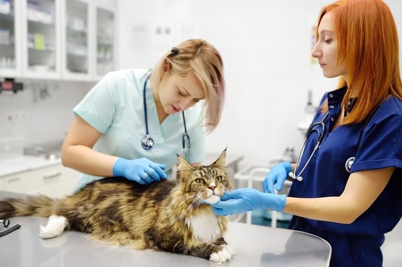vet checking on ticks in cat