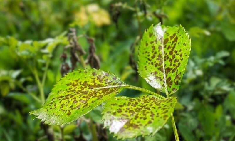 viral-plant-diseases