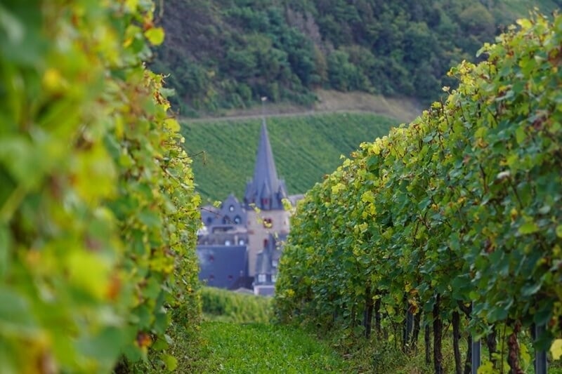 walk-through-vineyards-kentucky