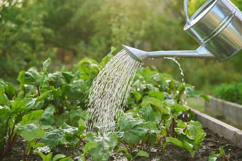 watering plants through water tank