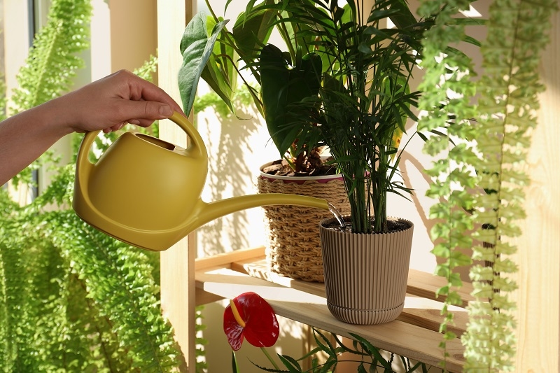 Houseplant Watering