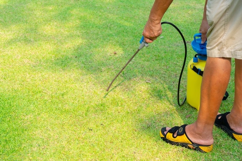 weed control lawn