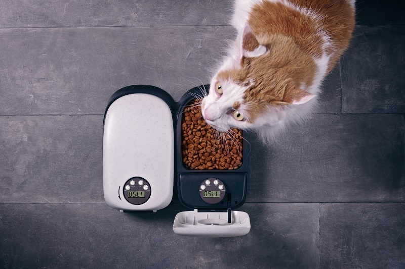 Cute tabby cat eating dry food from a automatic feeder machine. Seen directly above.