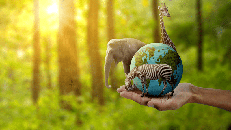 Best wildlife destinations