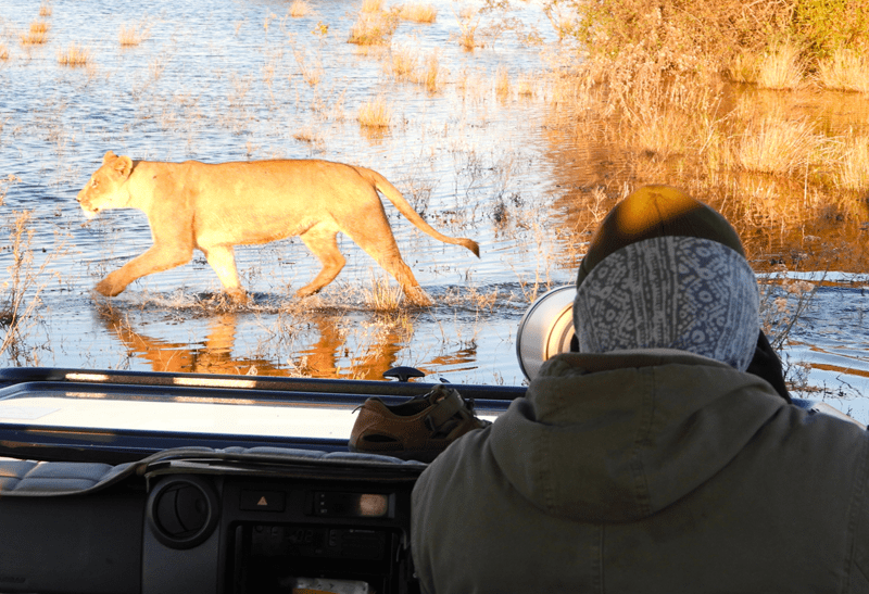 Perfecting Animal Photography Techniques