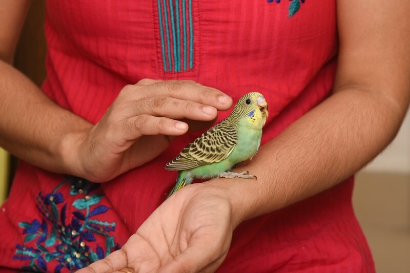 budgie sitting on woman hand and talking