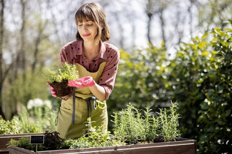 woman caring herbs in garden