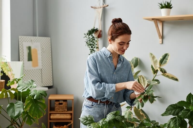 woman cleaning plant leaves 