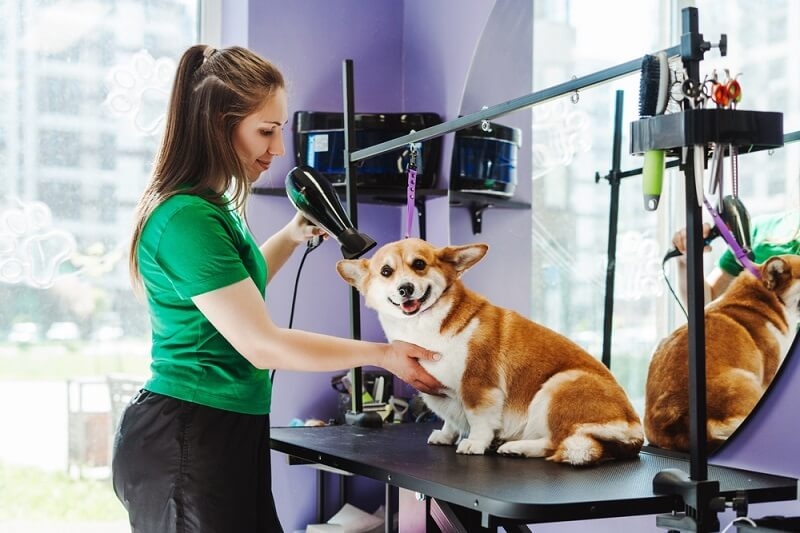 woman groomer doing grooming of dog