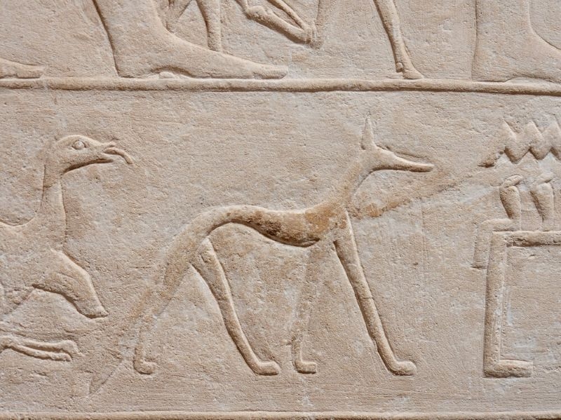Dog reliefs from the interior of the Tomb of Kagemni Egypt