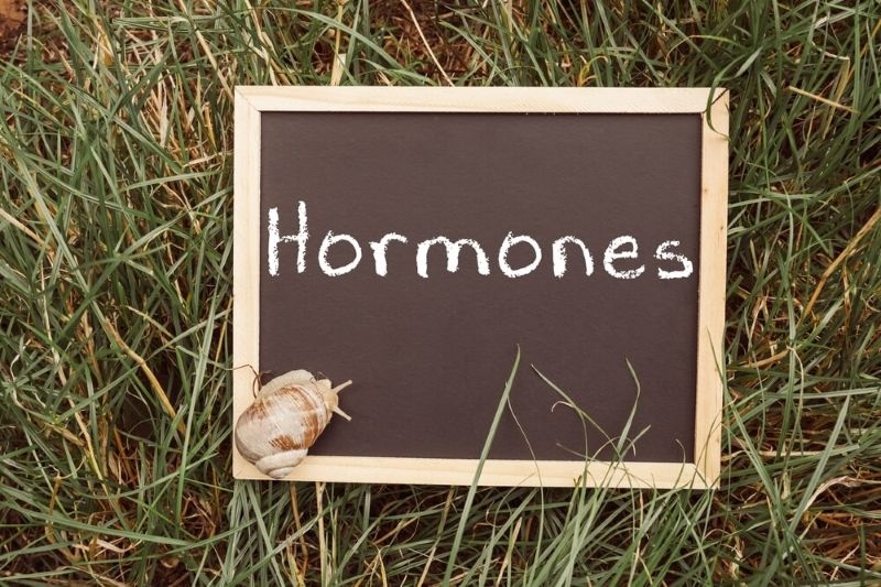 Text hormones on a black slate