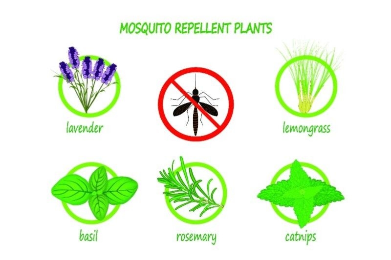 Mosquito repellent plants infographic isolated on white background.