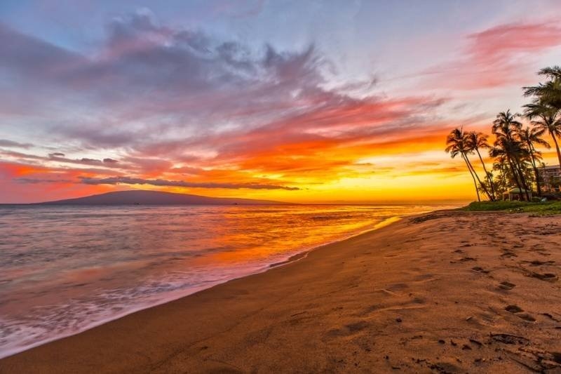 Colorful sunset over a sandy beach with palm trees along the shoreline.