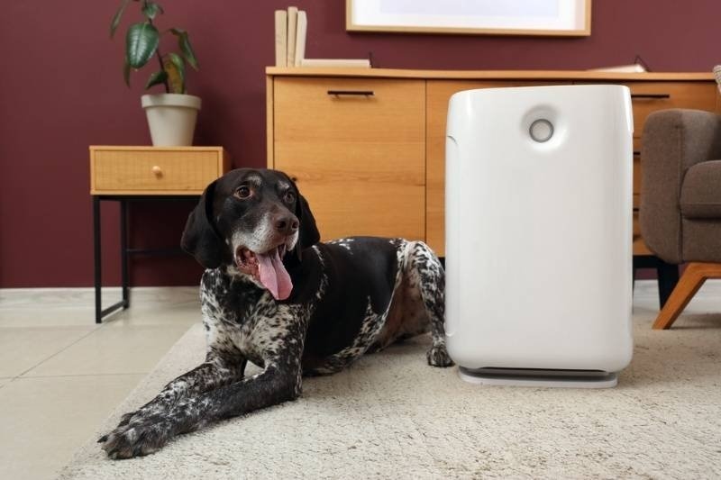 Cute German Shorthaired Pointer dog with modern air purifier in living room.