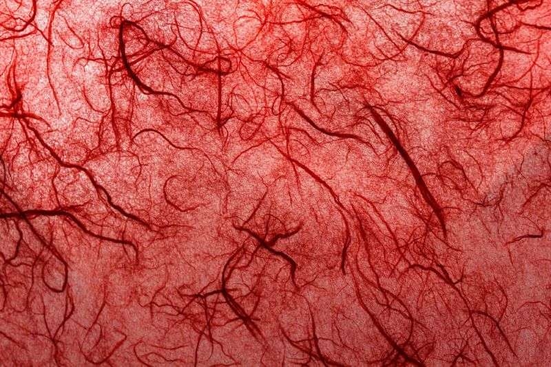 macro view of intricate red vascular network
