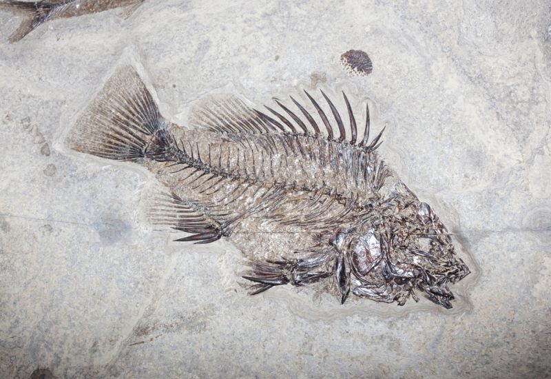 Ancient fish fossil from Fossil Butte National Monument in Wyoming