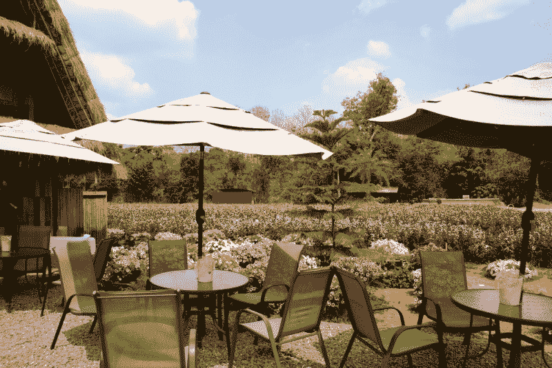 Bangkok's Best Garden Cafes