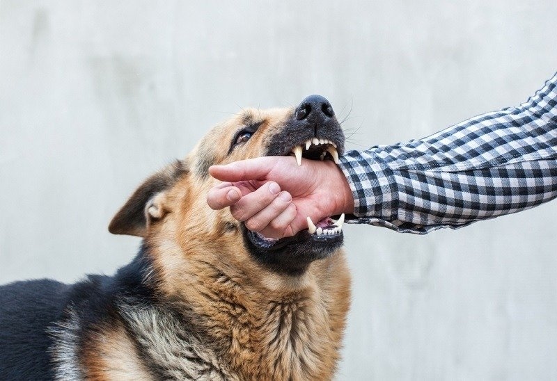 Pet dog biting a man by the hand