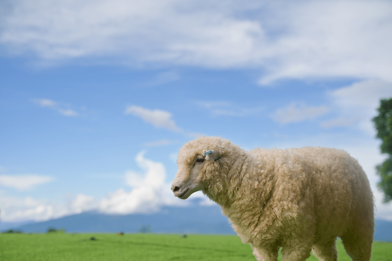 Merino wool sheep