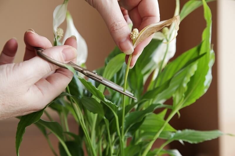 woman cutting extra leaves of lily plant