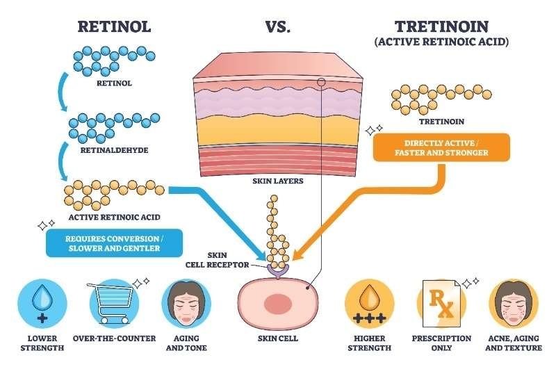 infographic comparing retinol and tretinoin.