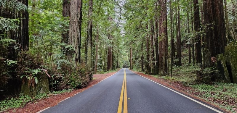 Scenic road winding through a dense, green coastal forest.