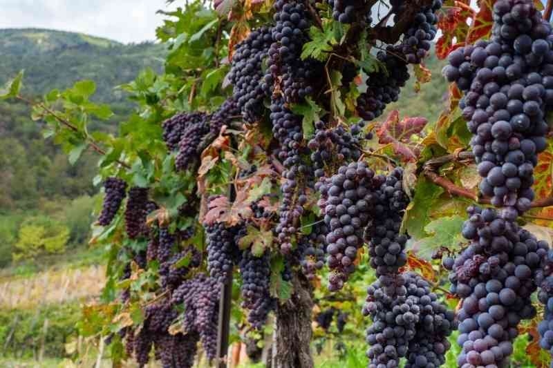 Clusters of ripe purple grapes growing on vineyard vines with a scenic countryside landscape in the background.