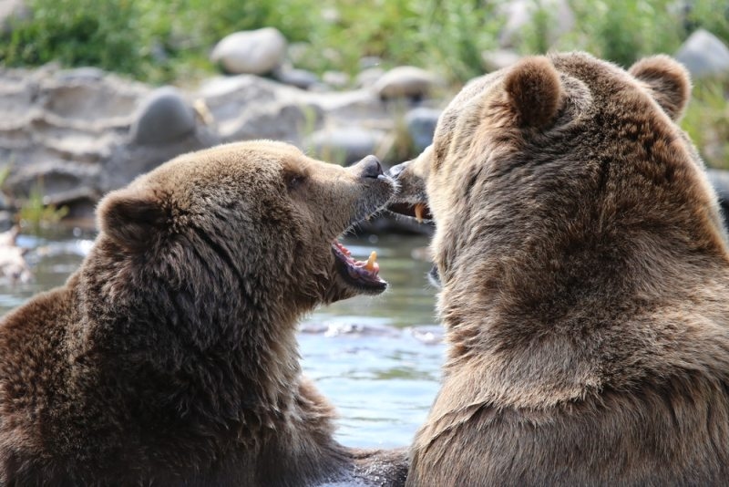 Two Grizzly Bears fighting in water in Yellowstone Wildlife Safari 