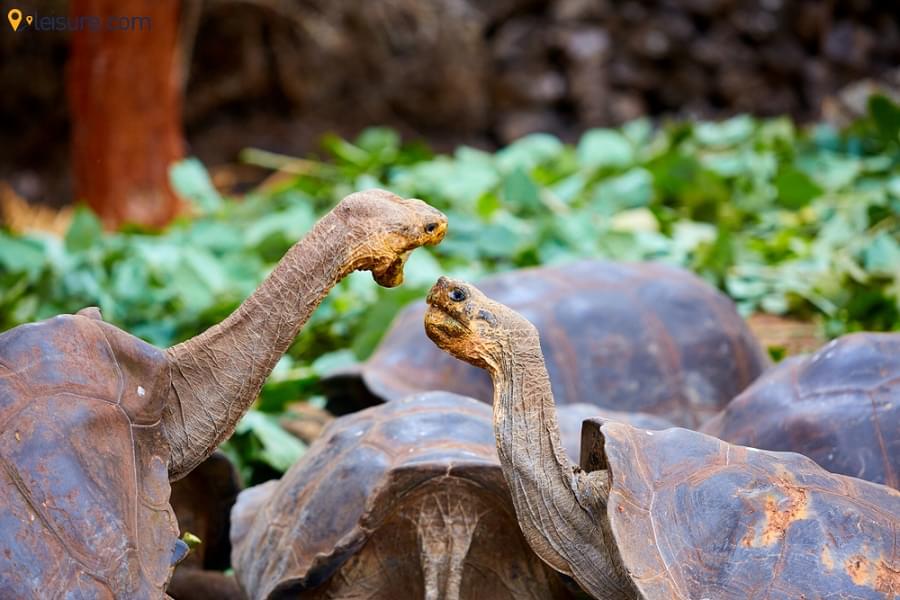 Ecuador & Galapagos Tour