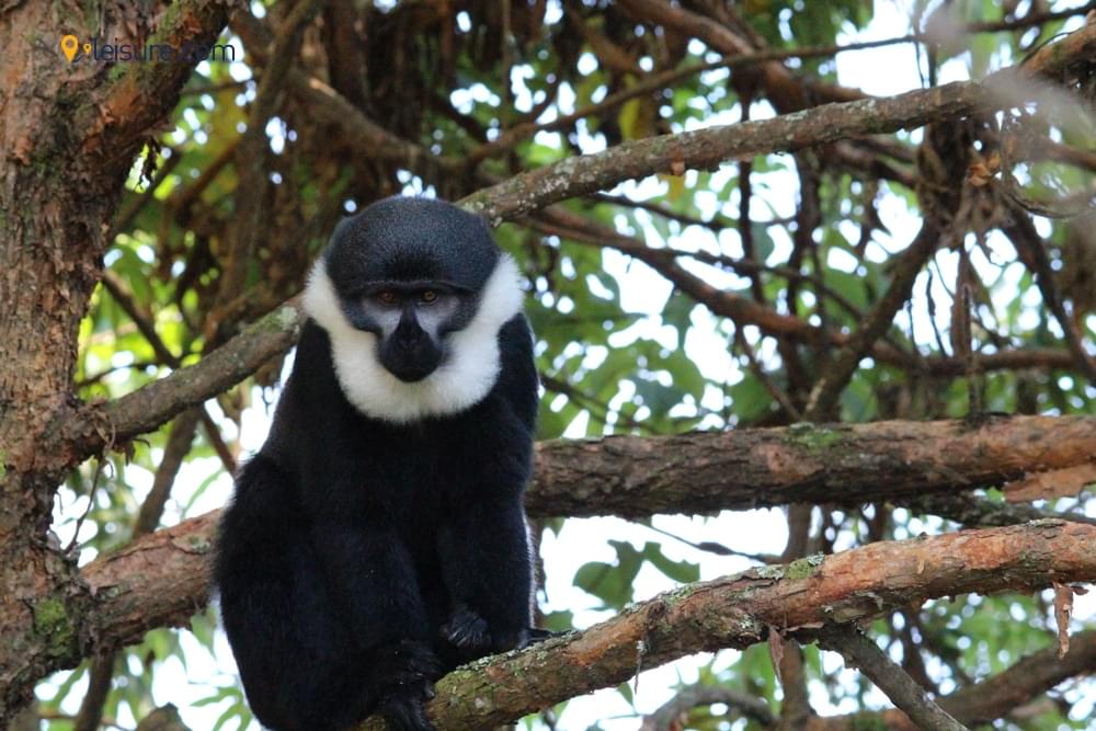 The Incredible Gorilla Trekking
