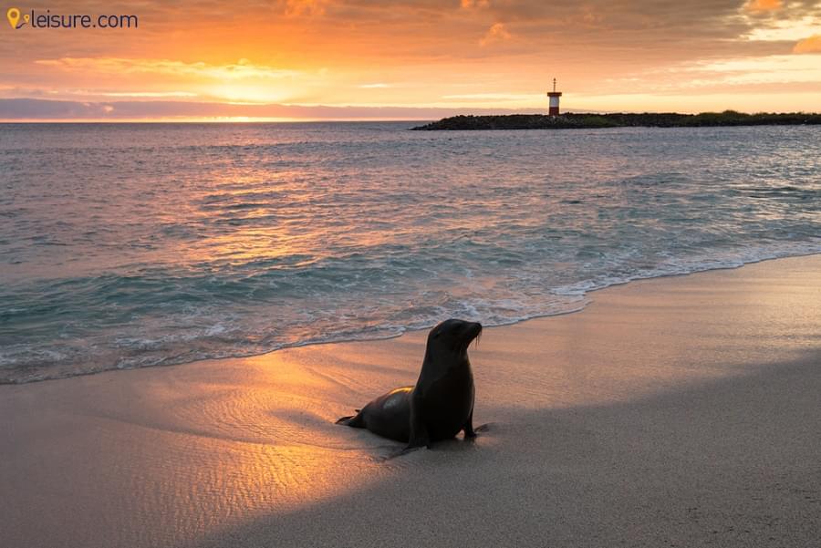 Ecuador & Galapagos Tours