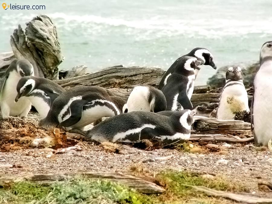 Patagonian Vacation