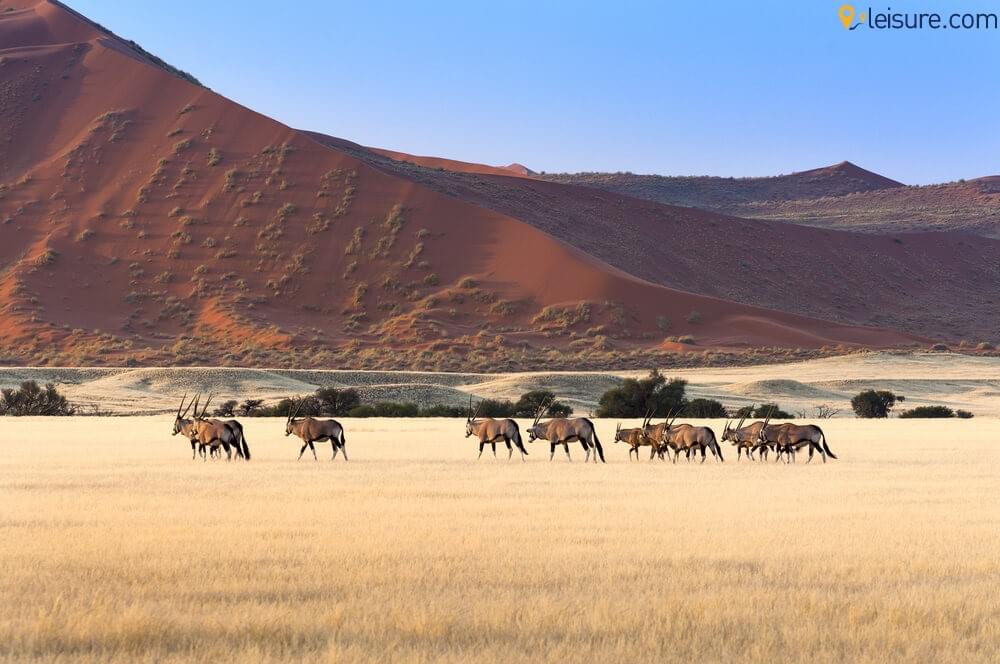 Namibia Safari 1