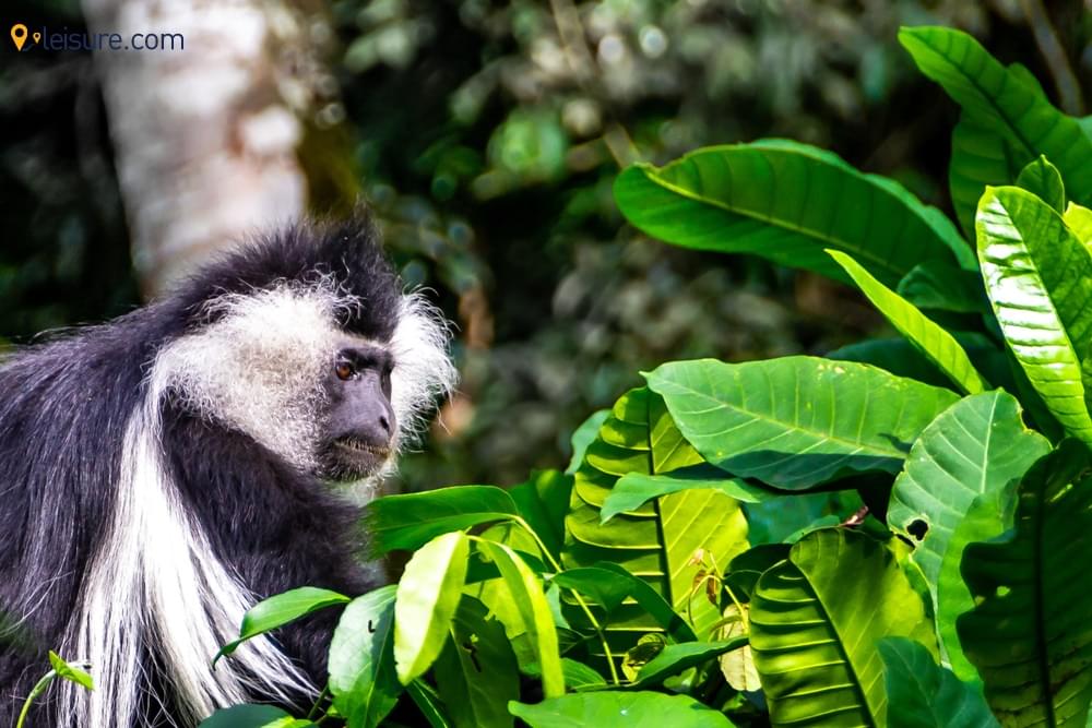 The Incredible Gorilla Trekking saw