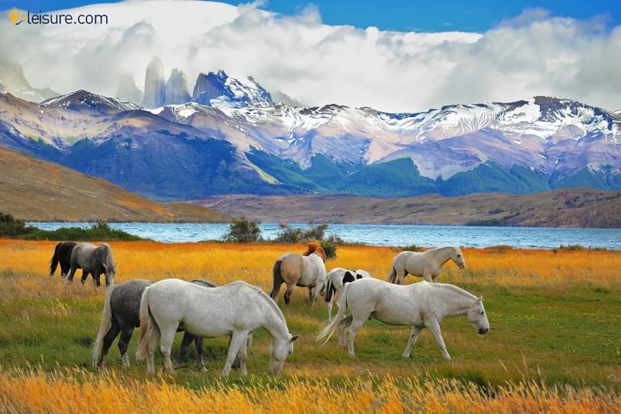Patagonian Tour