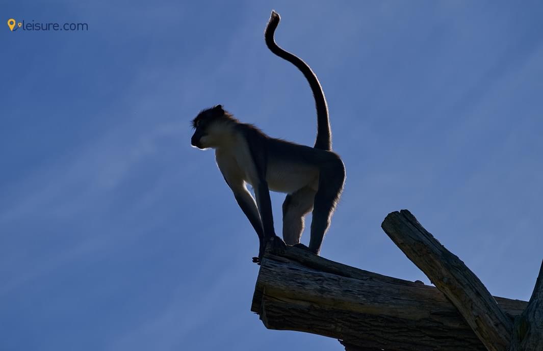 Primate Cousins sdf