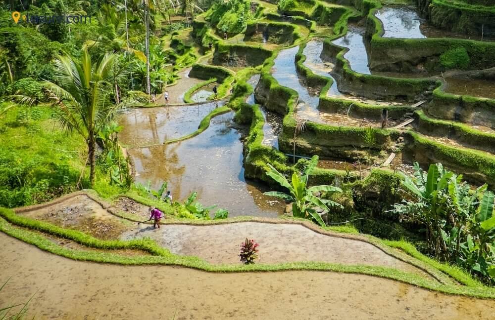  Guide to Bali dff
