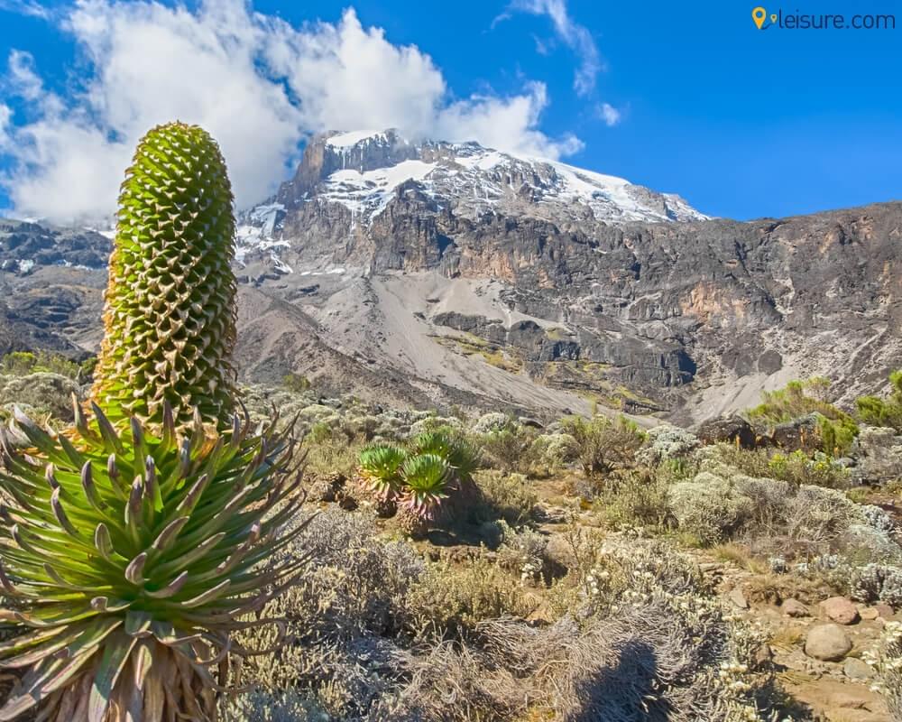 Kilimanjaro Machame Trek 1