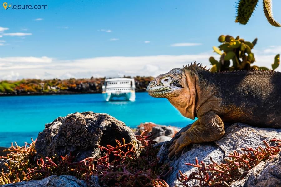 Ecuador & Galapagos Tours