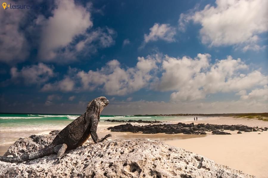 Ecuador & Galapagos Tour