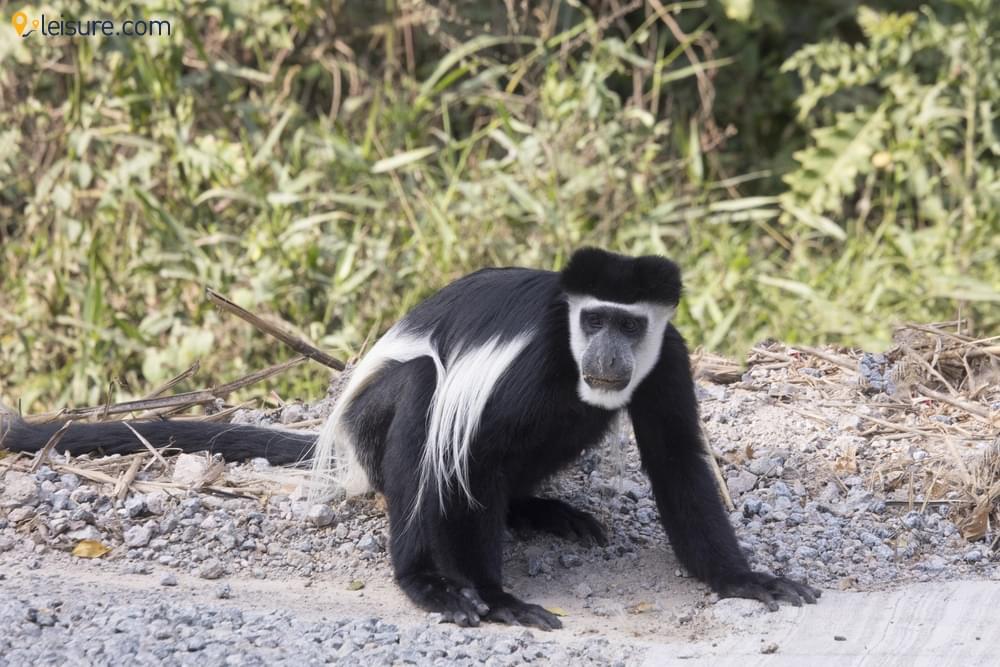  Gorillas and Golden Chimpanzees